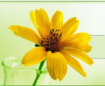 blume.PNG